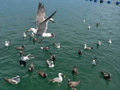 -海驴岛(荣成市)