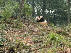 -中国大熊猫保护研究中心雅安碧峰峡基地