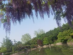 -嘉定紫藤园