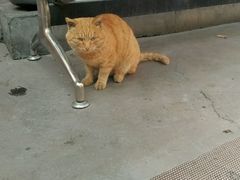 -天羽烤乳鸽店(财大家属院店)