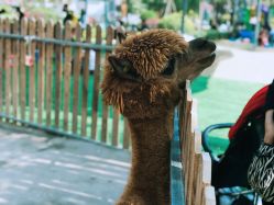 -萌宠亲子动物乐园(槐房万达店)