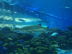 -成都浩海立方海洋公园