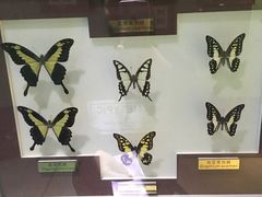 -上海昆虫博物馆