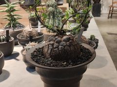 -自由生长植物工作室(深港花卉中心店)