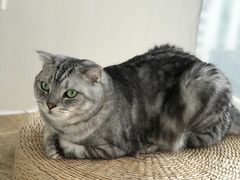 -Catmate·猫肥家润(金润铂宫店)