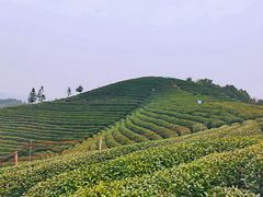 -听风阁农家私房菜茶楼(龙坞店)