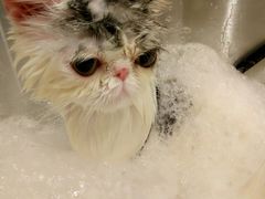 -PETKIT小佩宠物(古北店)