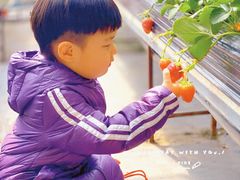 -甜心庄园·甜心草莓采摘园(西青中北店)
