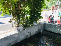 -北京龙庆四季香农家饭庄·灶台鱼·碳烤虹鳟鱼(龙庆峡店)