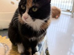 -平行世界·猫咖(首经贸店)