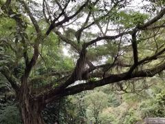-广州市石门国家森林公园