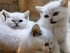 -飞行喵MR PILOT|猫舍·猫咖(静安大融城店)