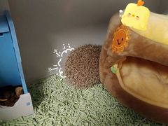 -momokira米努特·德文卷毛猫·棉花面纱犬
