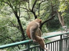 -黔灵山公园-南门售票处