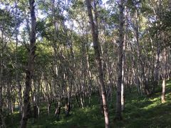 -塞罕坝国家级自然保护区