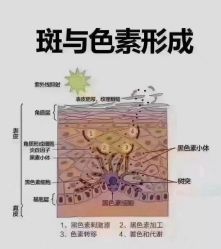 -Cream88颜皮肤管理中心