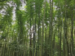 -缙云山景区