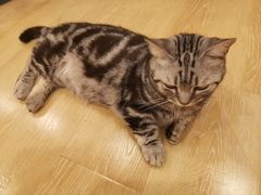 -猫咪派对(江南西店)