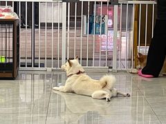 -柴犬小屋·柴餐厅·狗咖食堂(金鼎广场店)