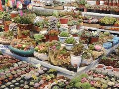 -大自然花鸟鱼虫市场
