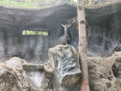 -清迈夜间动物园