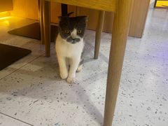 -喵园·猫主题咖啡厅·撸猫·猫咖(国贸店)