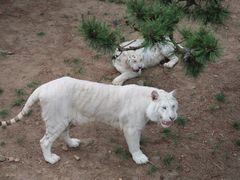 -西霞口神雕山野生动物世界
