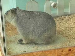 -怪兽屋·羊驼·猫咖·狗咖(俊华广场店)