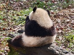 -中国大熊猫保护研究中心雅安碧峰峡基地