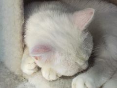 -喵的天空名猫咖啡馆·撸猫·猫舍·用品