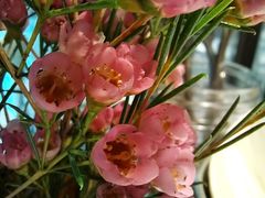 -阿妮叶李(光谷世界城店)