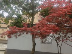 -嘉定紫藤园