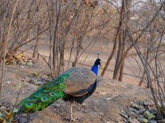 -北京麋鹿生态实验中心