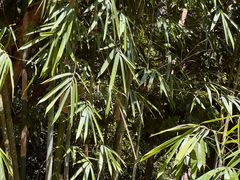 -海南霸王岭国家森林公园