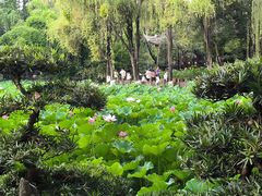 -桂湖森林公园