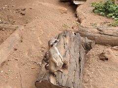 -云南野生动物园