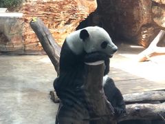 -石家庄市动物园