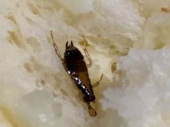 -苹果花园(昌里东路店)