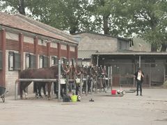 -北京群众马术培训基地