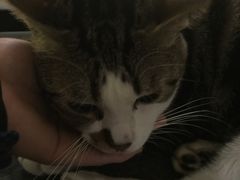 -more than meow吴止猫主题餐厅(承德 中船汇店)