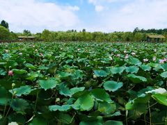 -溱湖国家湿地公园