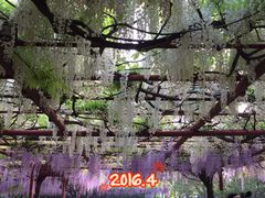 -嘉定紫藤园