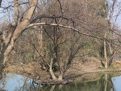 -西溪国家湿地公园