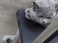 -PETKIT小佩宠物·低压洗护(国顺东路店)