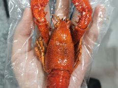 -恋拐子油爆虾·家常菜