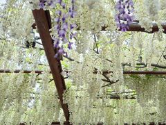 -嘉定紫藤园