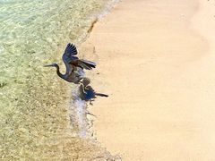 -东姑阿都拉曼海洋公园