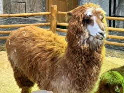 -Zoolung Zoolung动物主题公园(海信广场店)