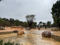 -甜莺蛋糕(顺盈时代广场店)