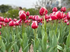 -香蜜公园